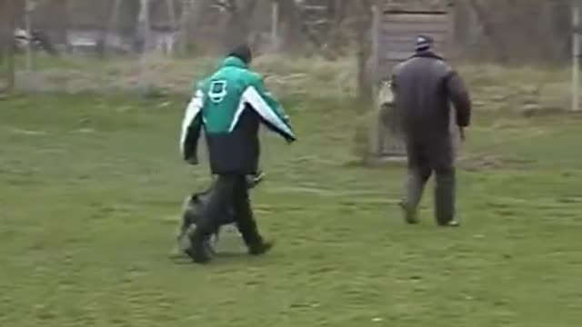 American Staffordshire Terrier Protection Dog Training xvid