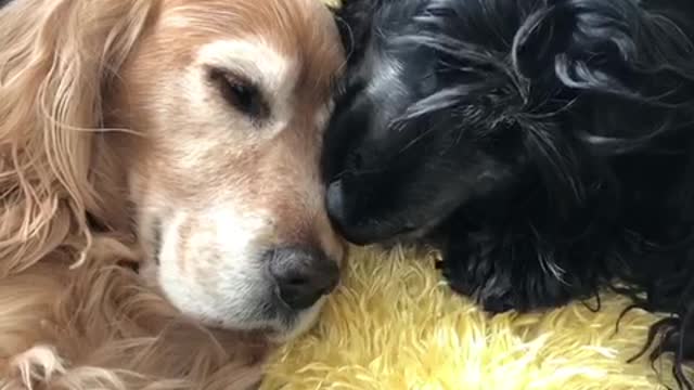 Black dog licks golden retriever head