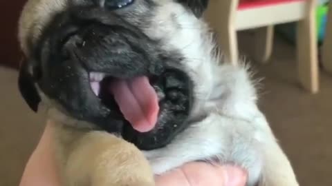 A cute pug dog will act cute and make its owner happy