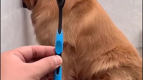 Smart Dog Video