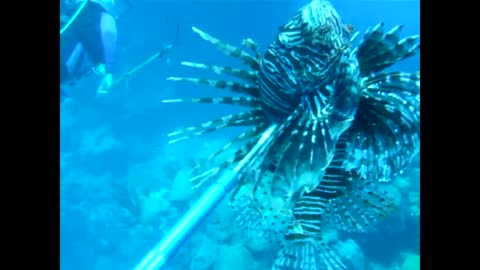 Groundswell Lionfish Tournament 2016, Bermuda