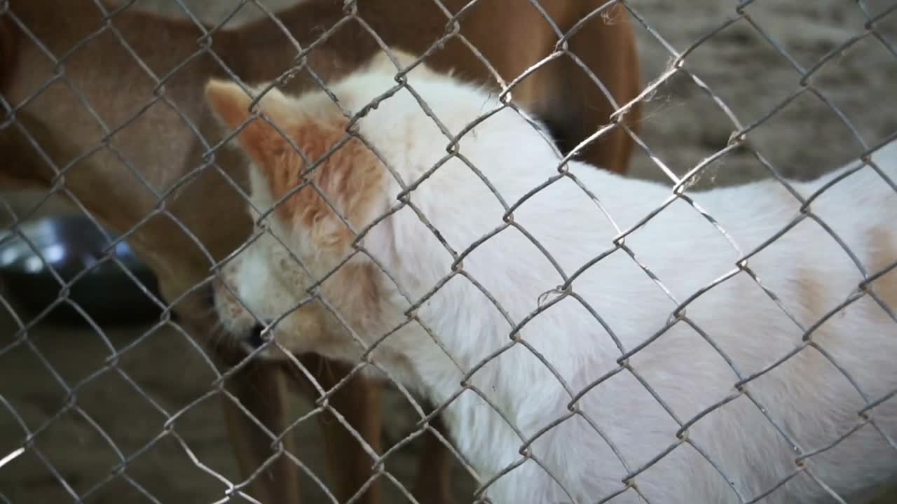 Poor abandon dogs in shelter, wagging tail and waiting for new owner to adopt