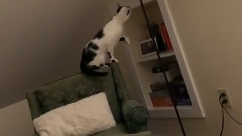 Cat Learns How to Turn on Lamp