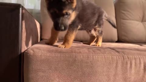 Puppy and Kitchen Got Amazing Bond