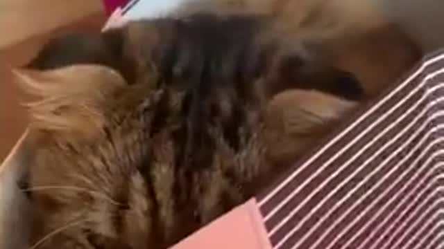 a cat in a paper bag