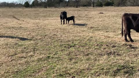 54- Young Angus plus pair/heavy bred.