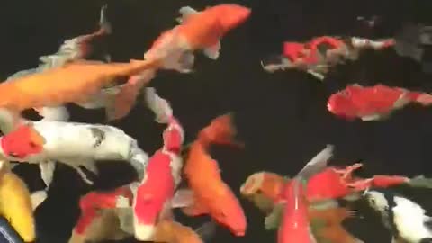 koi fish pond