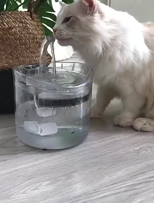 Auto Drinking Fountain For Cats