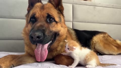 German Cat With Dog