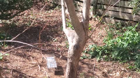 Squirrel 5 checking out the trap