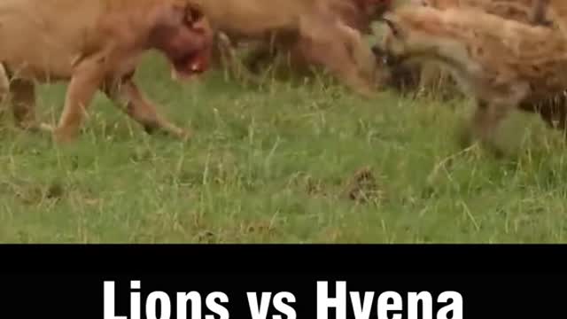 Hyena Vs Lions