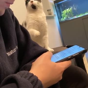 The cat is in the mood for fun