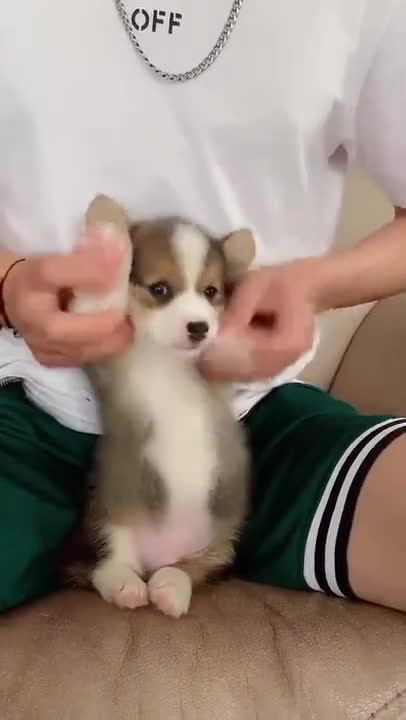 This puppy dances very well