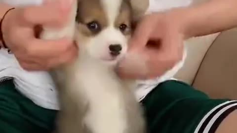 This puppy dances very well