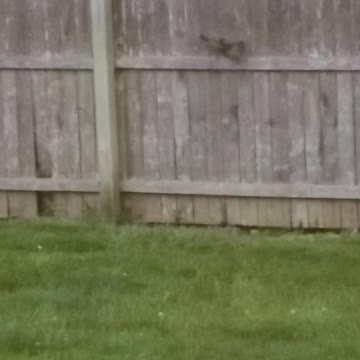 Baby Robin stuck on fence - Momma bird to rescue