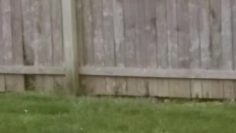 Baby Robin stuck on fence - Momma bird to rescue