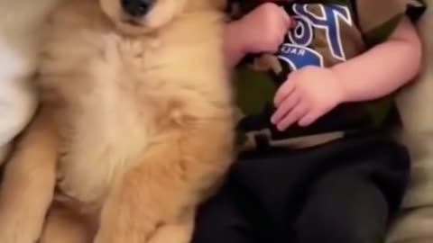 Baby dog brothers
