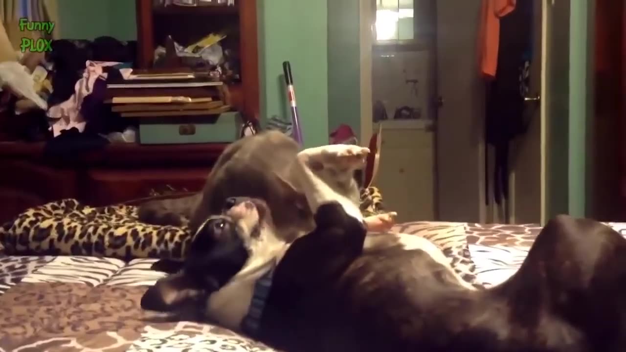 Top 10 Hilarious Animal Videos That Will Make Your Day"