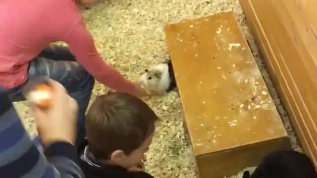 Сhildren play with rabbits