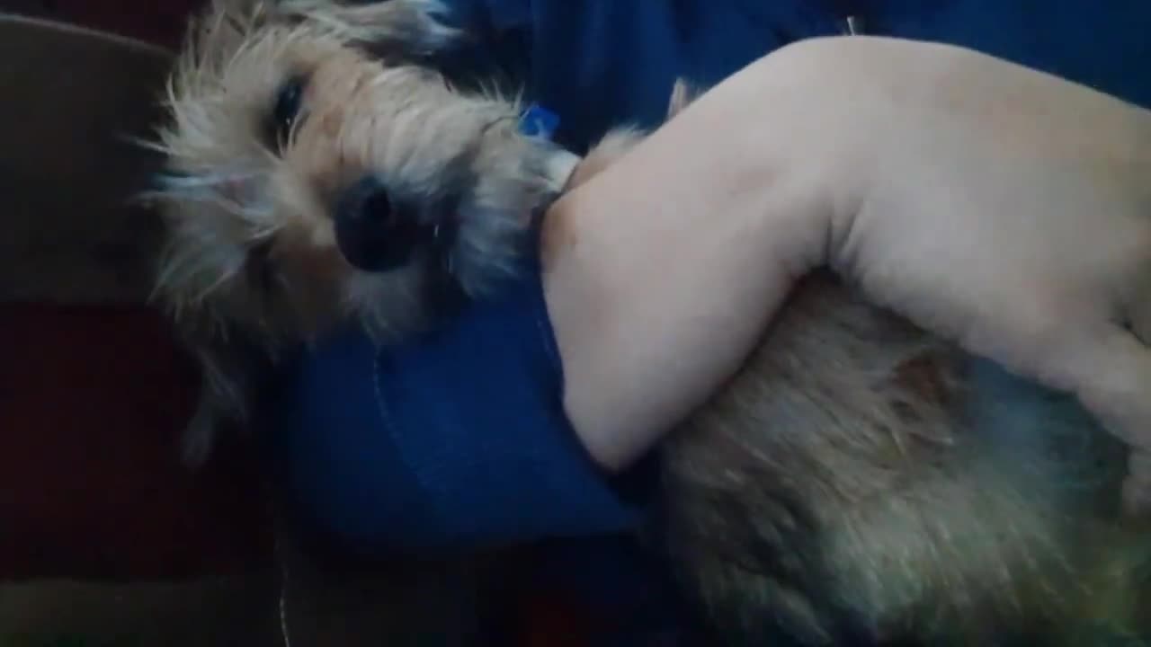 Belly Rub is Making This Dog Fell Asleep in my Arms Like a Baby