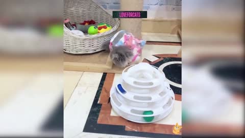 OMG😲 this cute kitty got scared🥺😍😂