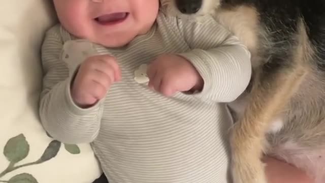 dog lovingly plays with baby in teh crib