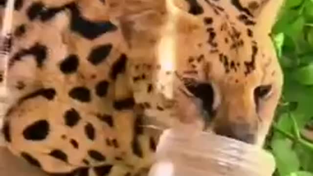 Funny Big Cats Trying To Catnip