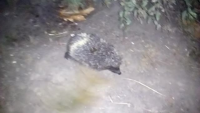 Young hedgehog curls up into a ball