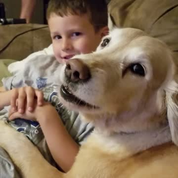 Golden Retriever selfishly barks for more attention