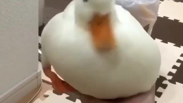 Cute duckling with his swimmer instinct