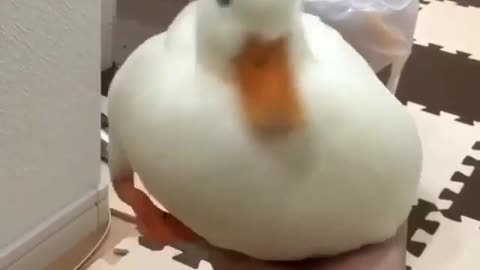 Cute duckling with his swimmer instinct