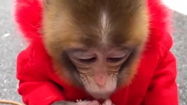 Very cute baby monkey 🤩🤩