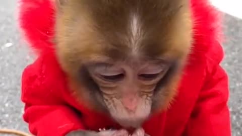 Very cute baby monkey 🤩🤩