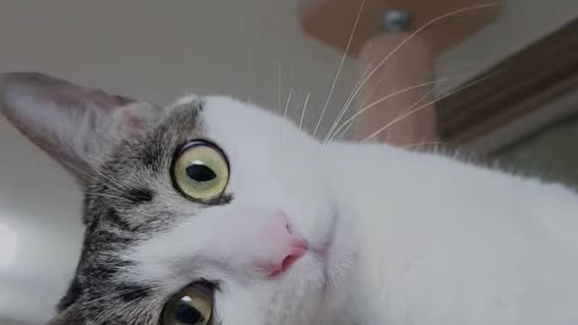 The cuteness of a cute Korean cat