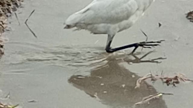 Birds beauty white birds getting food from the water