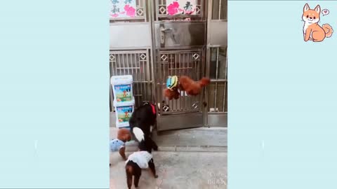 Try Not To Laugh To These Pets Compilatio |🐶| Funny DOG Videos 🐶