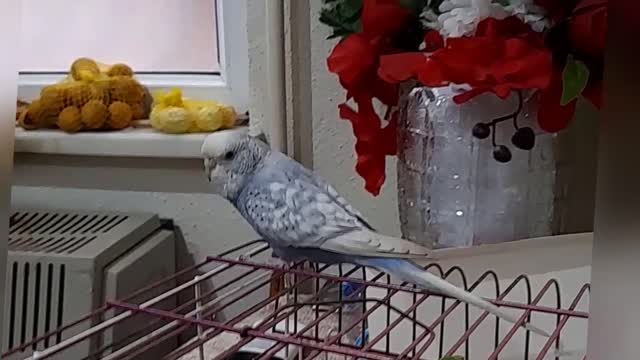 A love bird singing