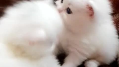 baby cats