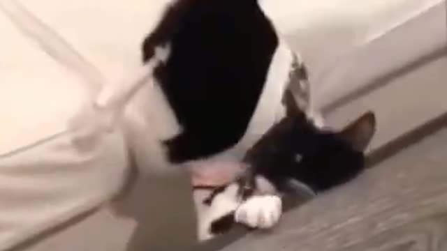 Cute dog fall on ladder