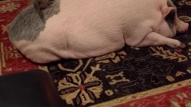 Rambunctious Kitties Play on a Pig