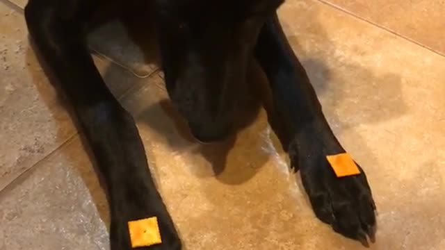 Dog with cheez itz on paws