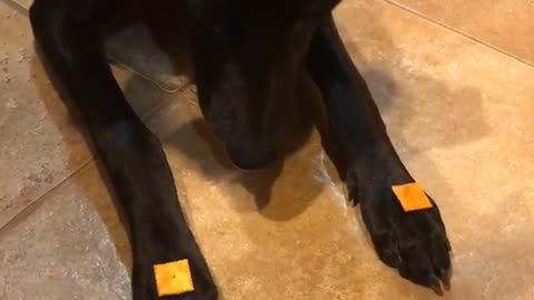 Dog with cheez itz on paws