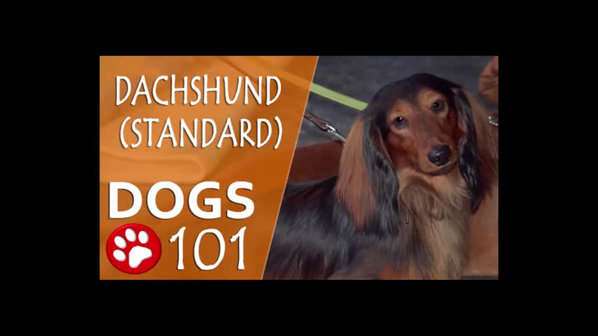 Dogs 101 - DACHSHUND - Top Dog Facts About the DACHSHUND
