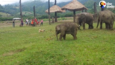 Baby Elephant Chases Dog | The Dodo