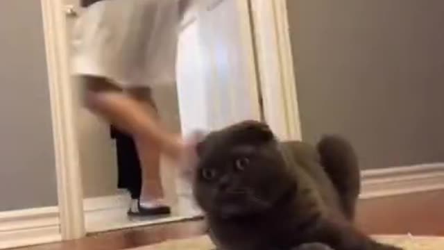 When Your Cat Won’t Let You Poop In Peace
