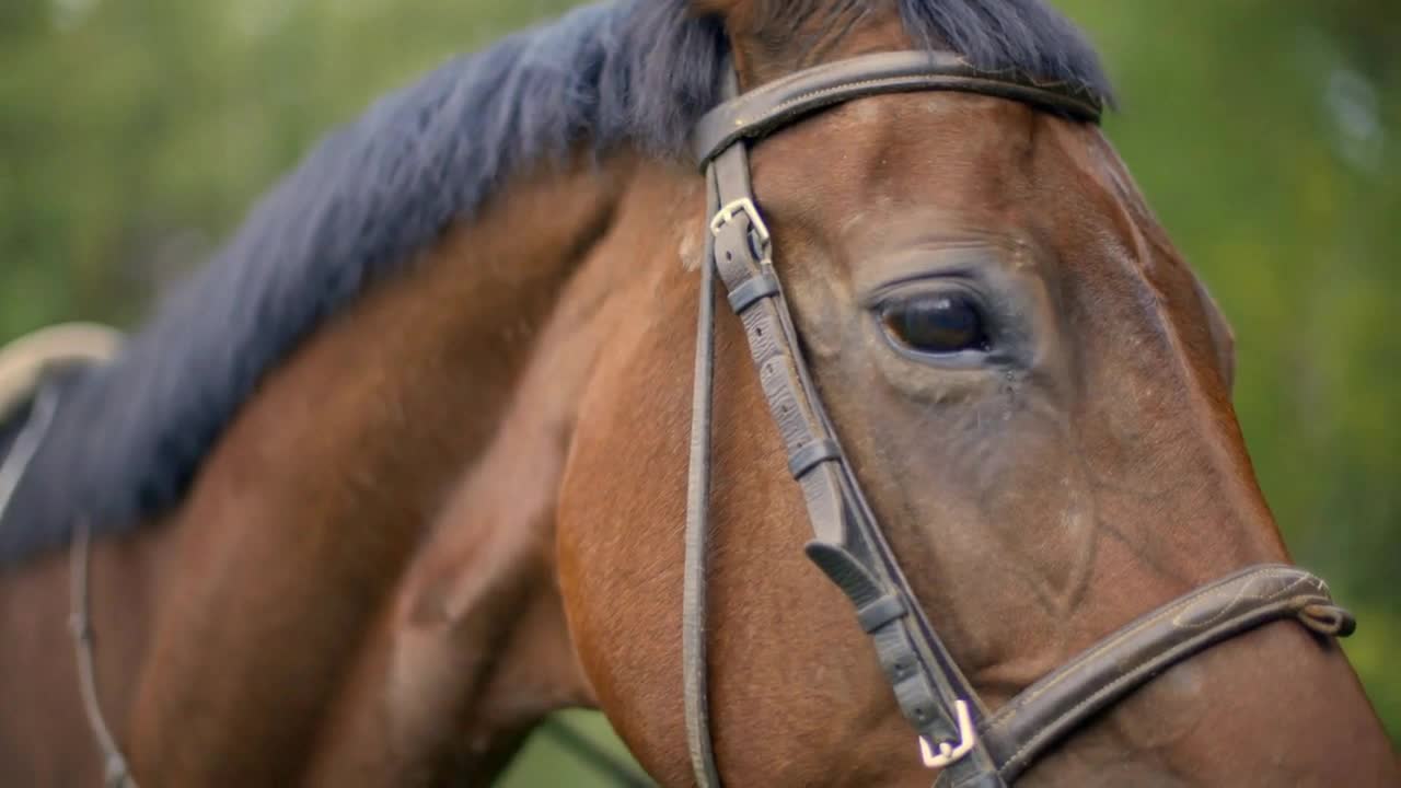 Close up brown horse portrait. Brown horse face, eye, mane on pasture at farm ranch