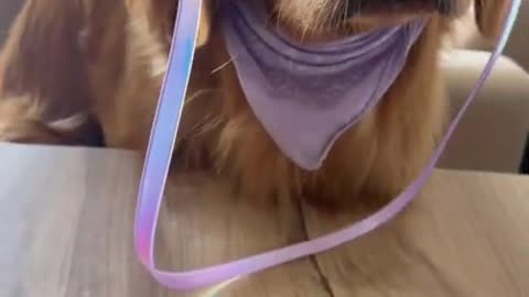 ashing the phone frame…🐶 #shorts #lifehack #tonnythechefdog #dog