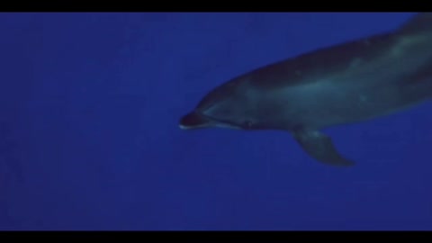 Amazing Close Up Shot of a Dolphin
