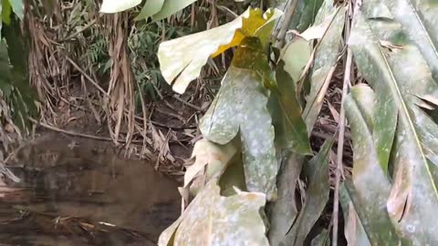 cari ikan di pinggiran kebun dapat banyak babon-6