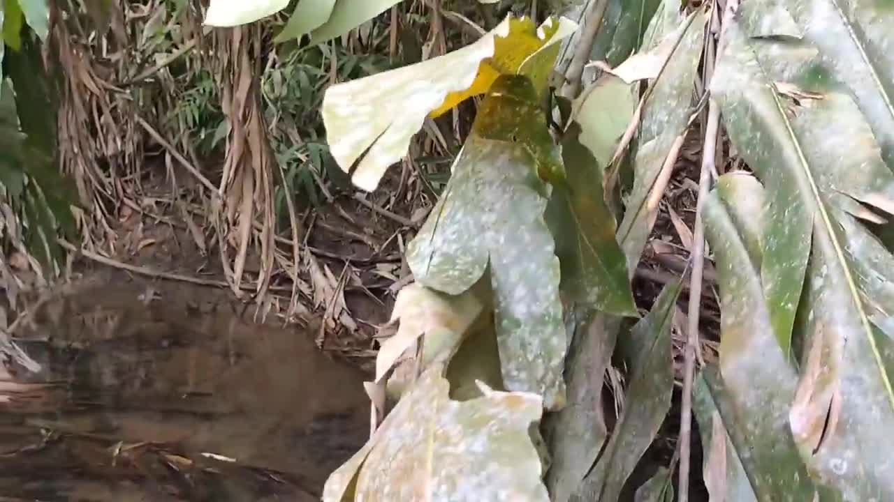 cari ikan di pinggiran kebun dapat banyak babon-6